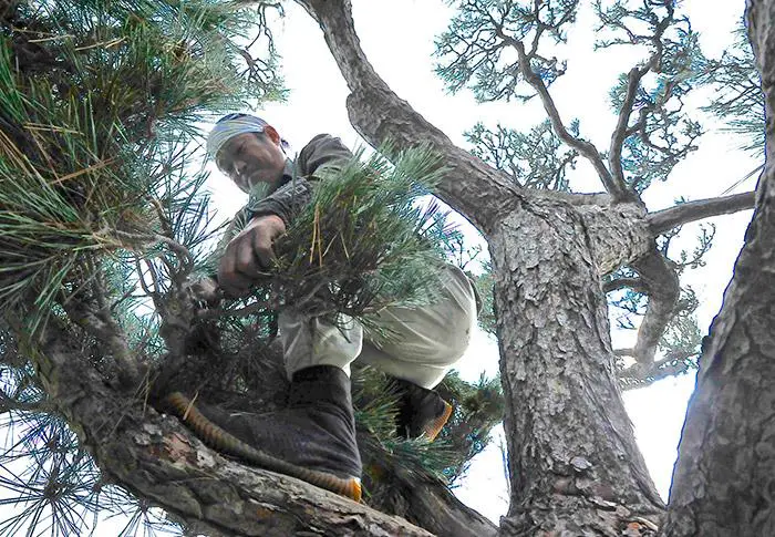 How to Trim a Pine Tree Without Killing It