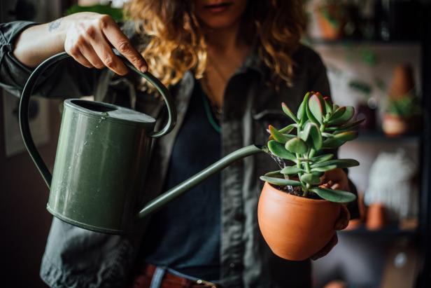 How Big Do Succulents Get? Home Gardening Guide
