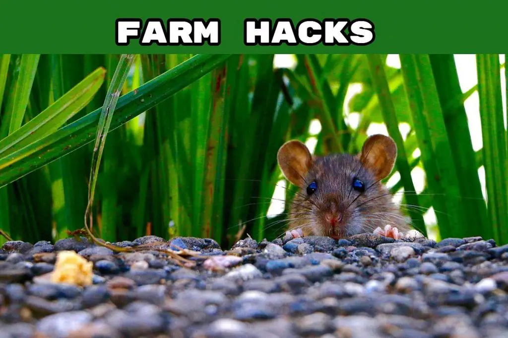 How to Get Rid of Rats in Yard Without Harming Pets