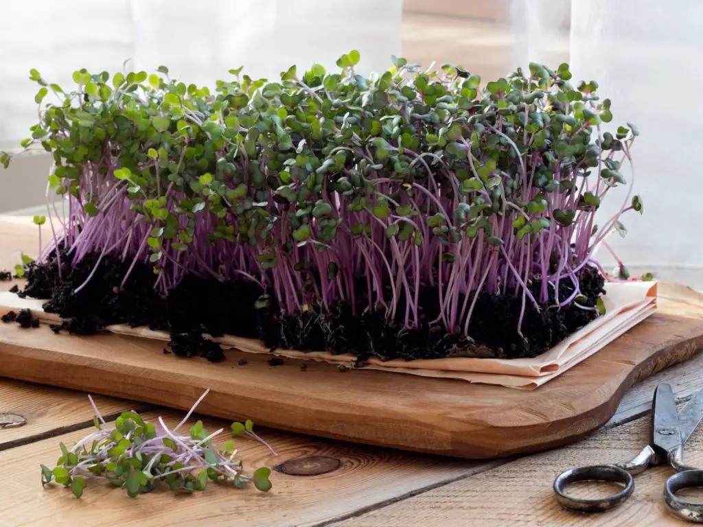 How to Sell Microgreens: Guide and Tips for Beginners