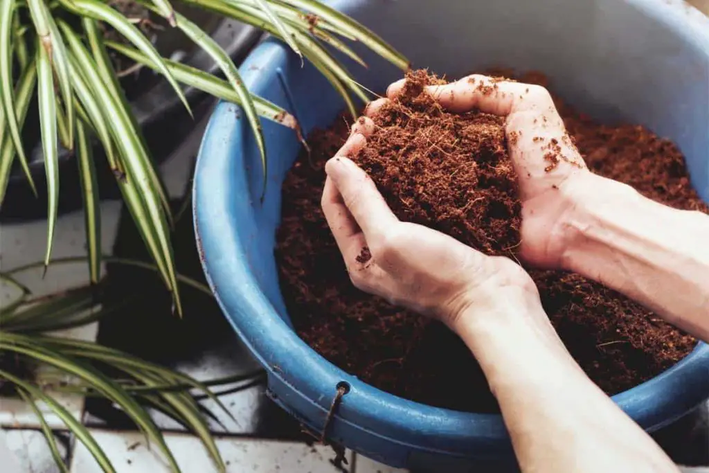 What is Coco Coir & How to Use it in Hydroponic