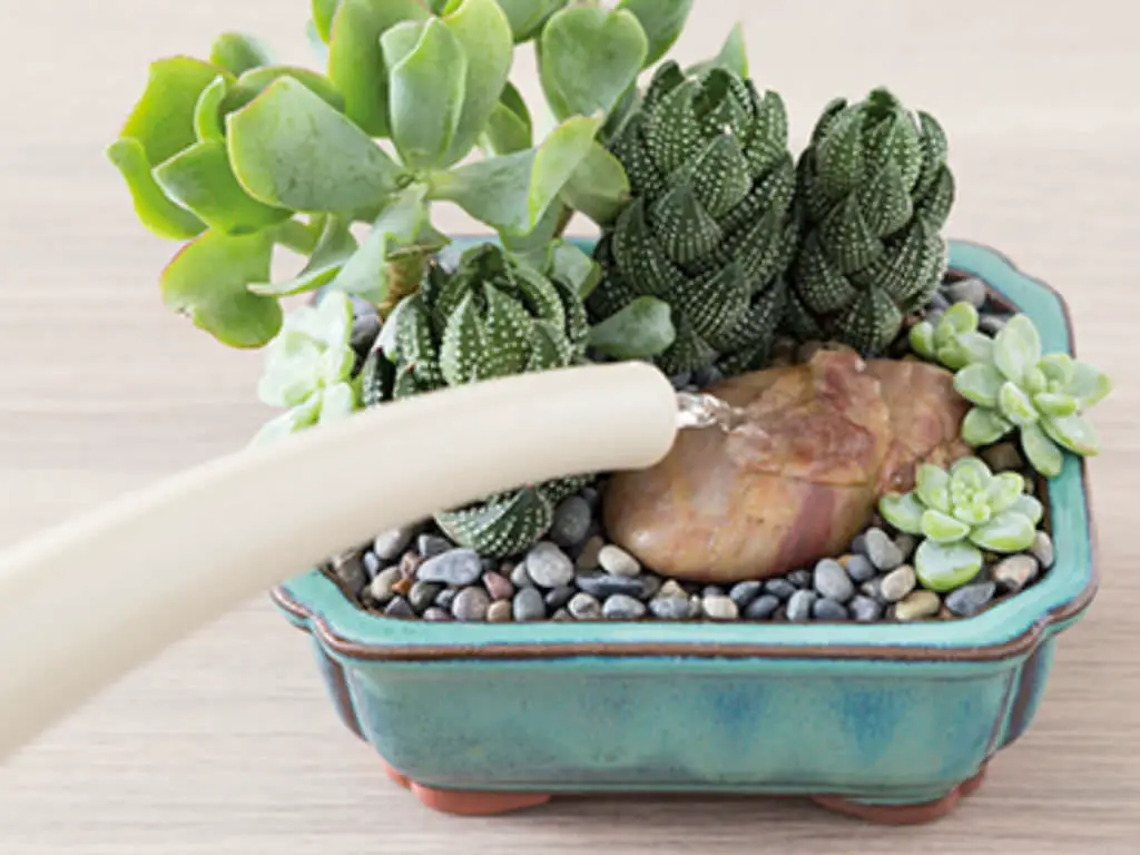 How to Water Succulents Without Drainage Holes