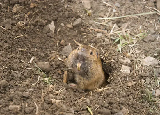 How to Stop Animals From Digging Holes in the Yard