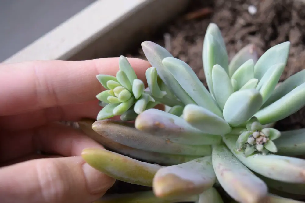 How Fast Do Succulents Grow And Ways To Grow Them Even Faster