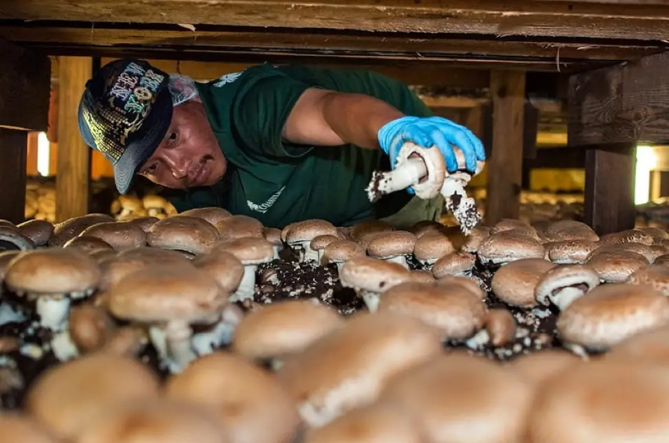Growing Portobello Mushrooms Indoors