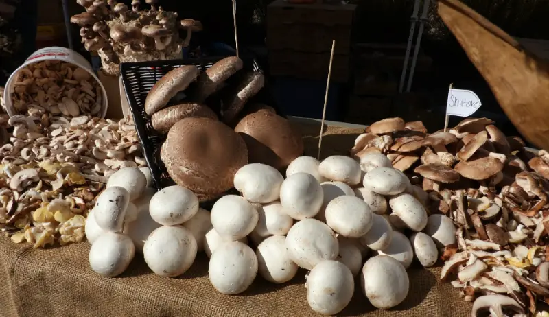 How to Grow Portobello Mushrooms?
