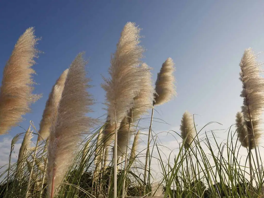 How to Grow Pampas Grass from Seed