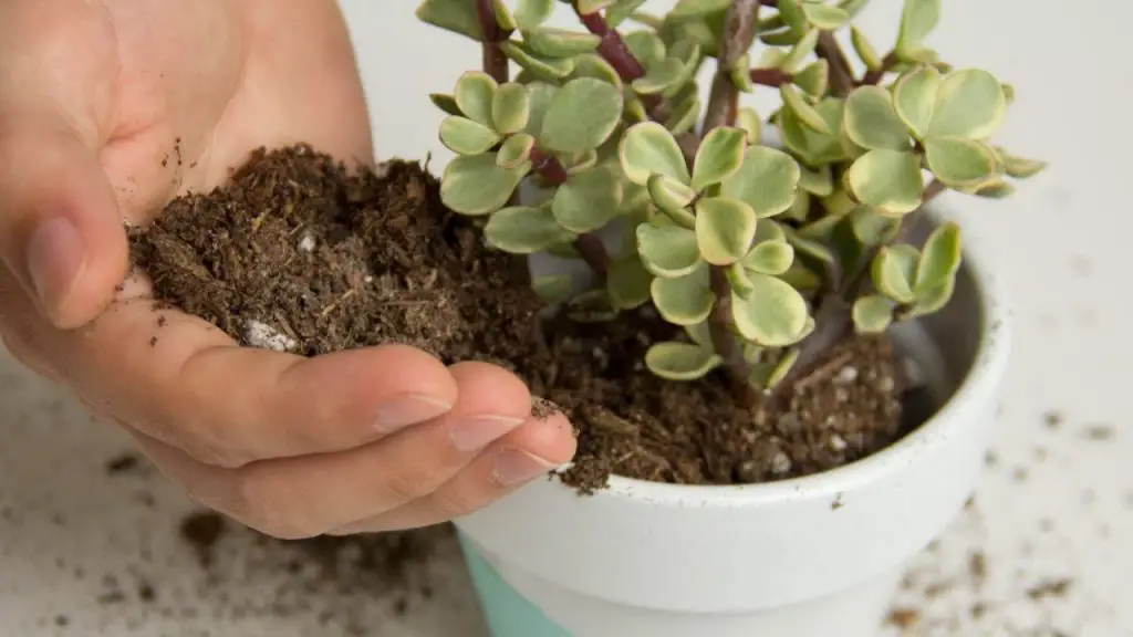 How to Fertilize Succulents - Home Gardening Tips