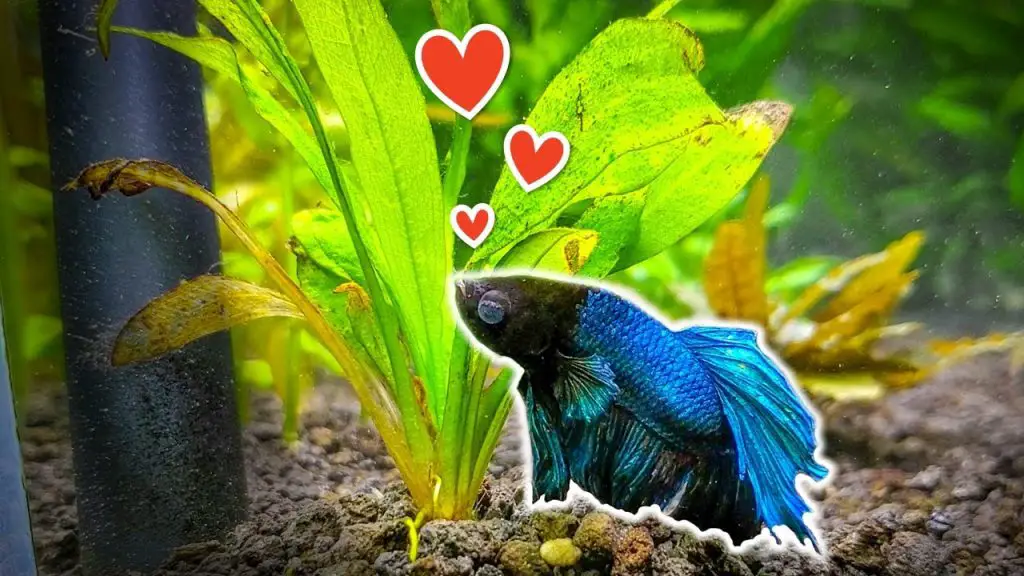 Best Live Plants for Betta Fishes Review and Buying Guide