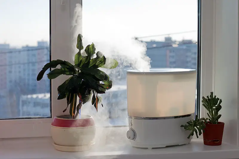 Best Humidifier for Plants Review and Buying Guide
