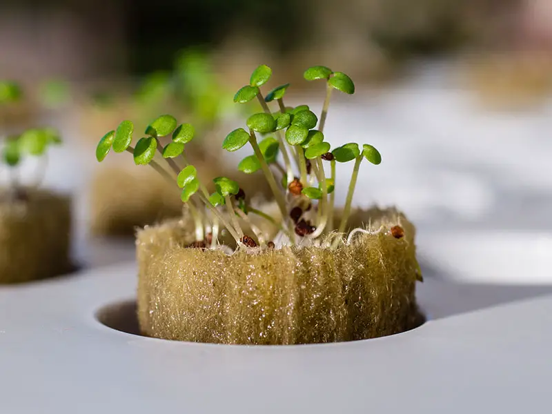 what-is-rockwool-rockwool-cubes-how-to-use-rockwool-in-hydroponics