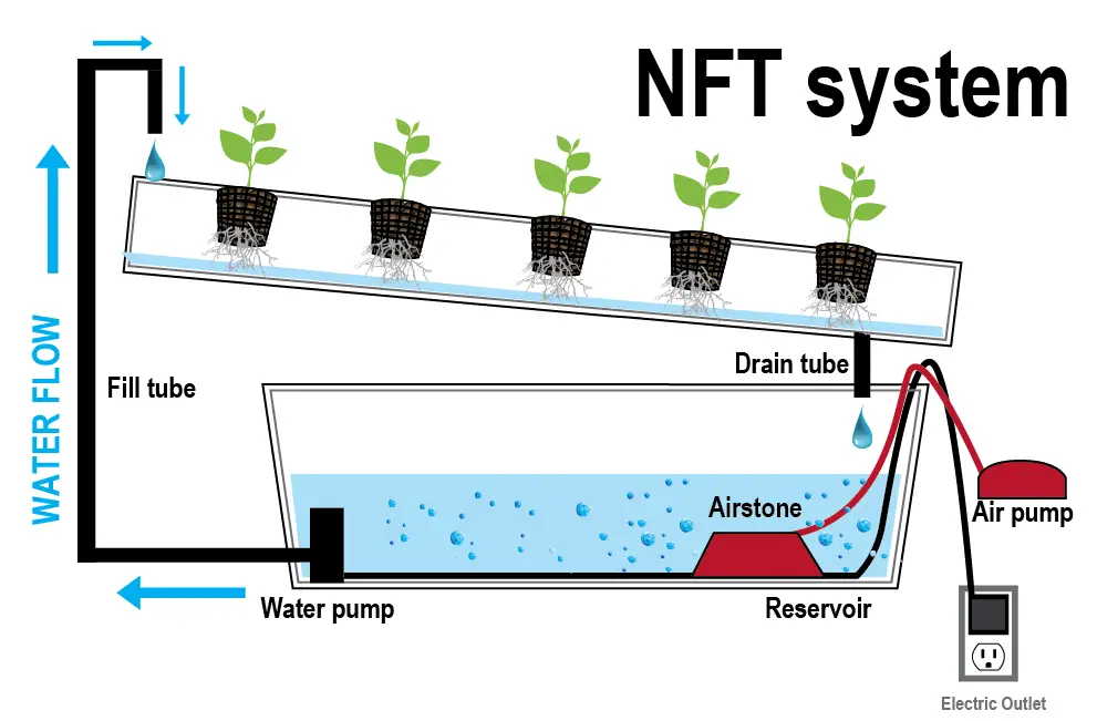 Hydroponic Nutrient Film Technique (NFT) System Setup and Guide  