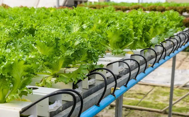 The Ultimate Guide to Hydroponic Growing Mediums