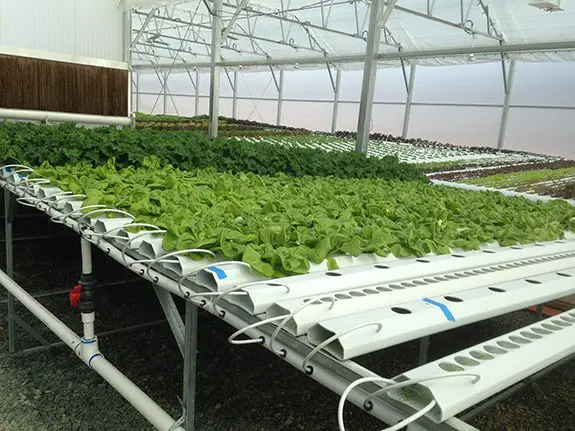 Hydroponic Nutrient Film Technique (NFT) System Setup and Guide  