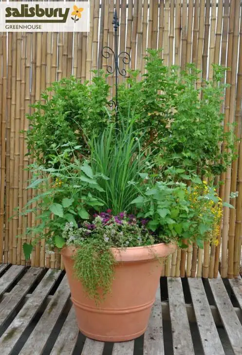 41 Best Gardening Tips for Beginners