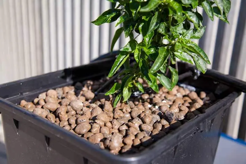 How to Use Expanded Hydroton Clay Pebbles (Leca Ball) for Hydroponic Plants (Grow Guide)