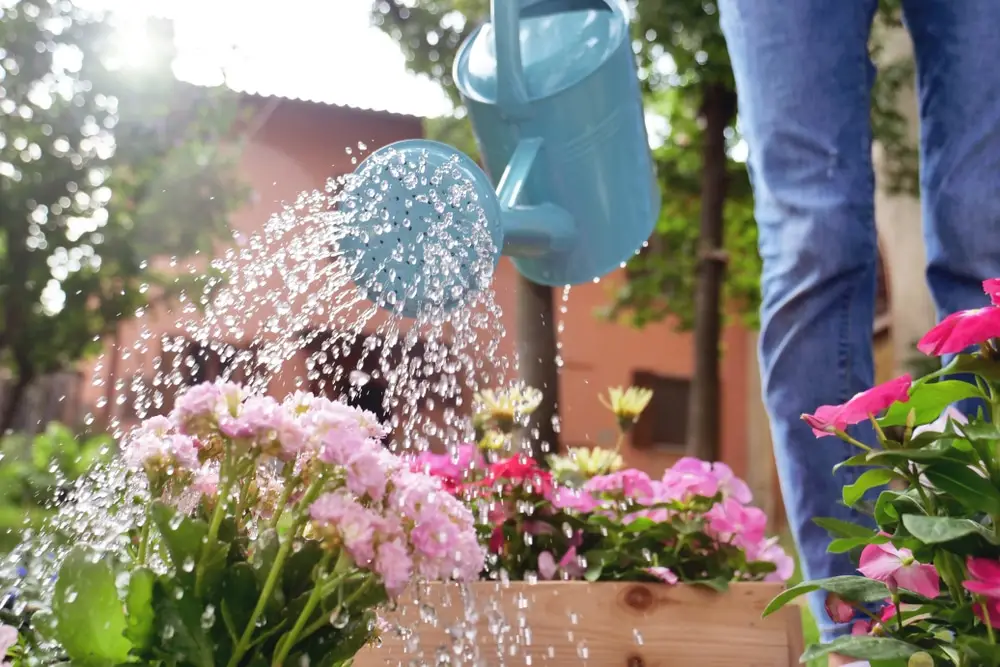 Choosing the Best Watering Can: Plastic Watering Can & Stainless Steel Watering Can Buying Guide