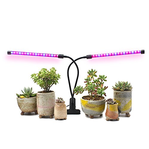 Best Grow Lights For Succulents And Why You Need One | Constant Delights