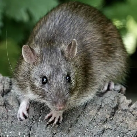 How To Get Rid Of Rats In Yard Without Harming Pets | Constant Delights