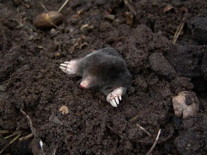 How To Get Rid Of Moles In Yard With Juicy Fruit Gum | Constant Delights