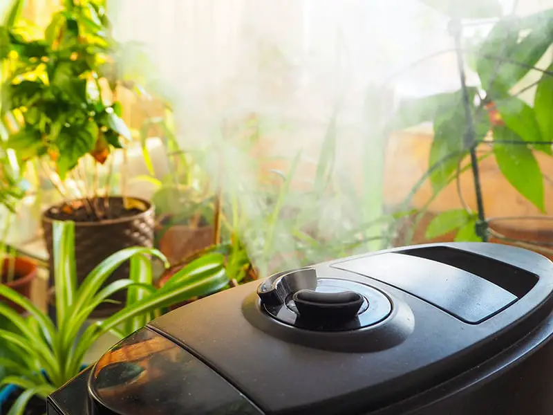 7 Best Humidifier For Plants Review And Buying Guide 2024 Constant