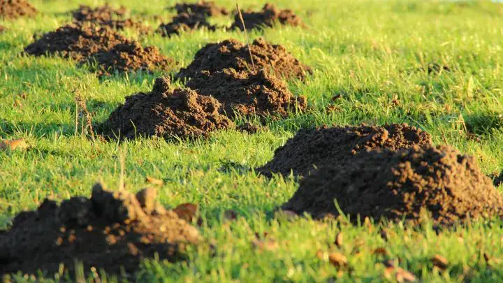 How to Stop Animals From Digging Holes in the Yard