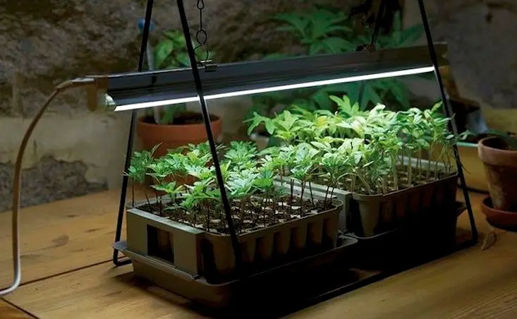 Best Hydroponic Indoor Plant Grow Light (LED, HID & Sulphur Plasma)