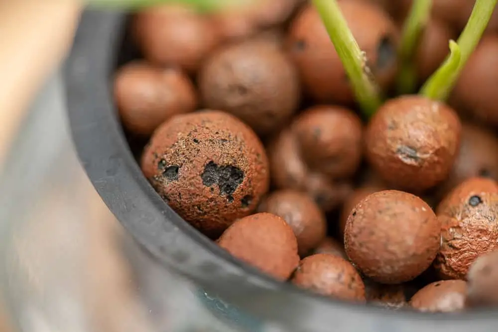 How to Use Expanded Hydroton Clay Pebbles (Leca Ball) for Hydroponic Plants (Grow Guide)