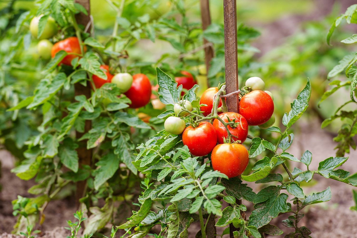 What is the Best Mulch for Tomatoes?