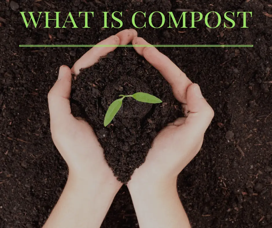 Compost vs Mulch - What is the Difference Between Compost and Mulch?