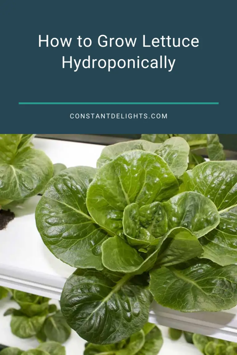 Hydroponic Lettuce - How To Grow Lettuce Hydroponically | Constant Delights