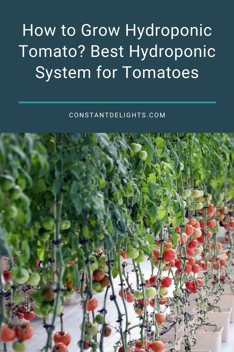 How to Grow Hydroponic Tomato? Best Hydroponic System for Tomatoes