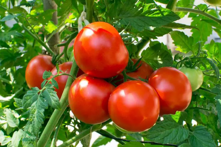 How to Grow Hydroponic Tomato? Best Hydroponic System for Tomatoes
