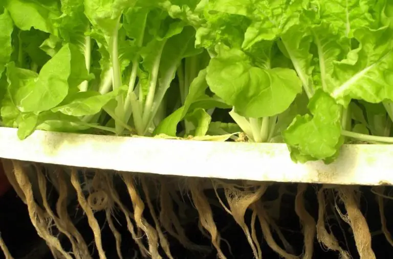 Hydroponic Lettuce How To Grow Lettuce Hydroponically Constant Delights