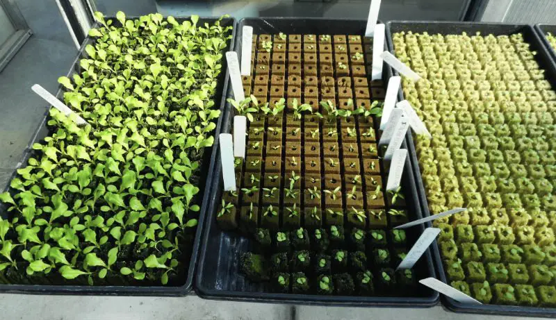 How to Grow Lettuce Hydroponically