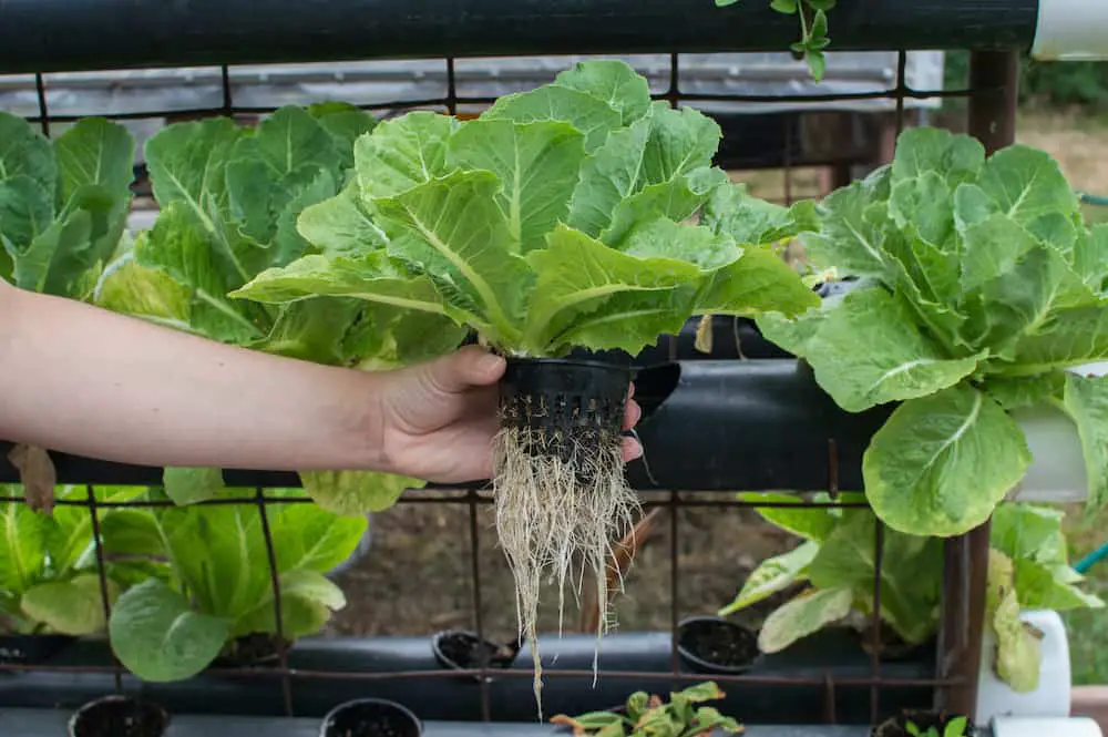 Hydroponic Lettuce How To Grow Lettuce Hydroponically Constant Delights