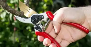 Garden Pruning Shears Picking Scissors Potted Trim Branches Scissors Weed O4M8 