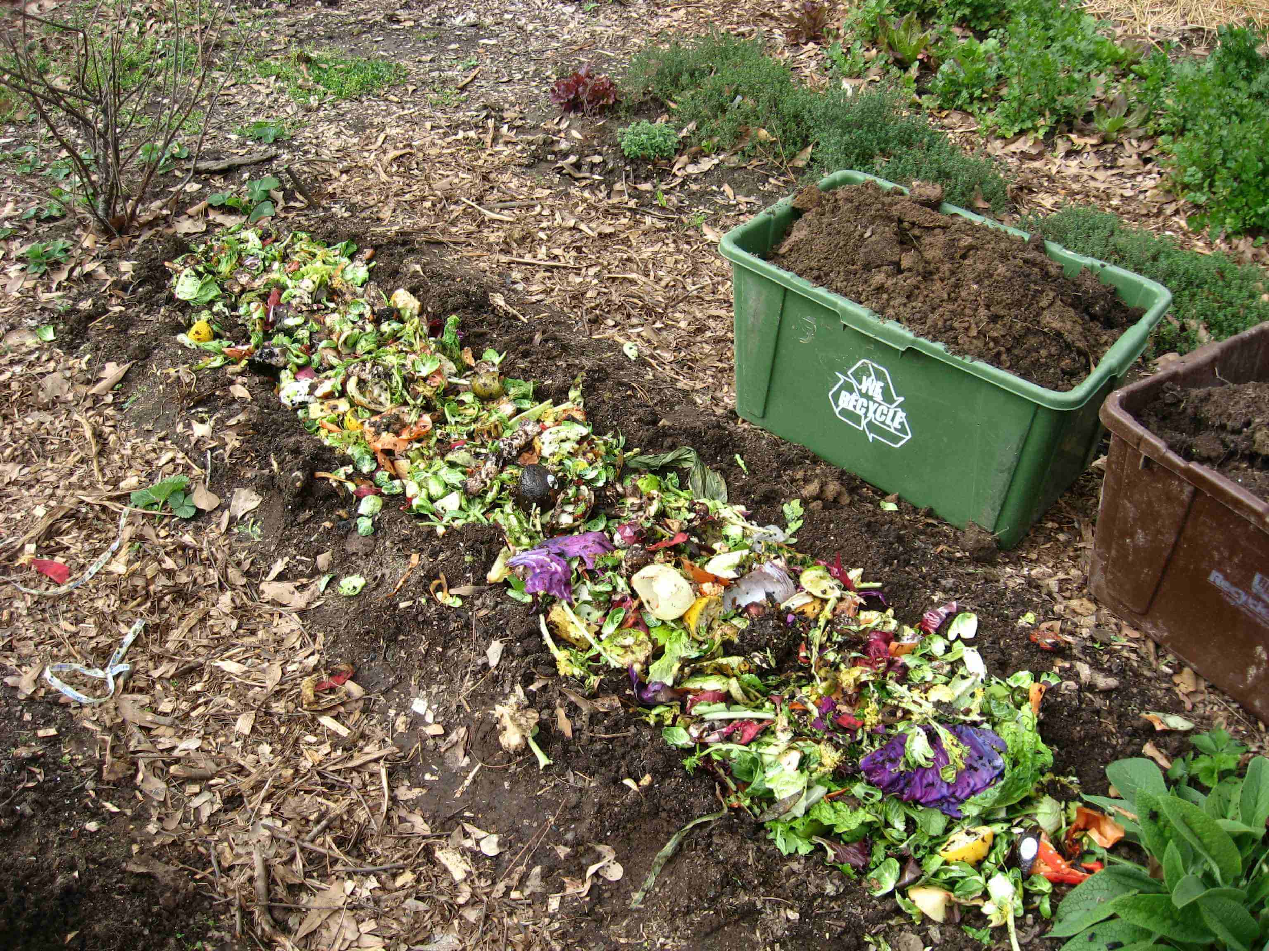 Composting 101: Definition, What to Compost & How to Start DIY Composting Guide for Beginners