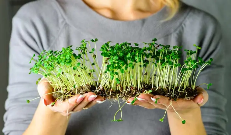Hydroponic Microgreens: How to Grow Microgreens Hydroponically (Without Soil)