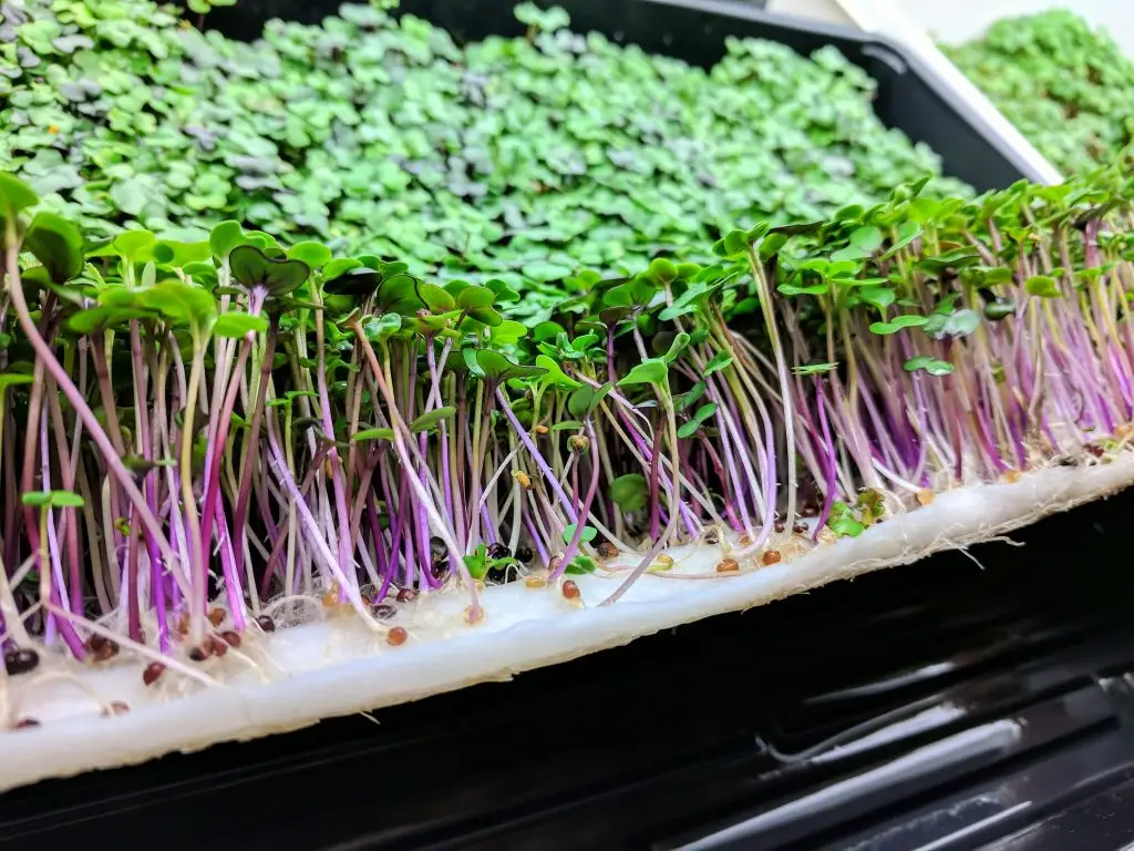 Hydroponic Microgreens: How to Grow Microgreens Hydroponically (Without Soil)