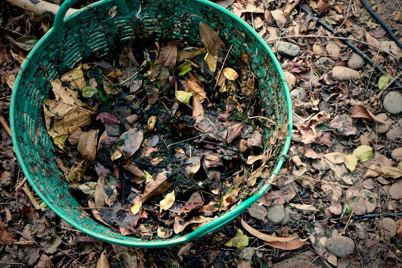 How to Compost Leaves Quickly?  