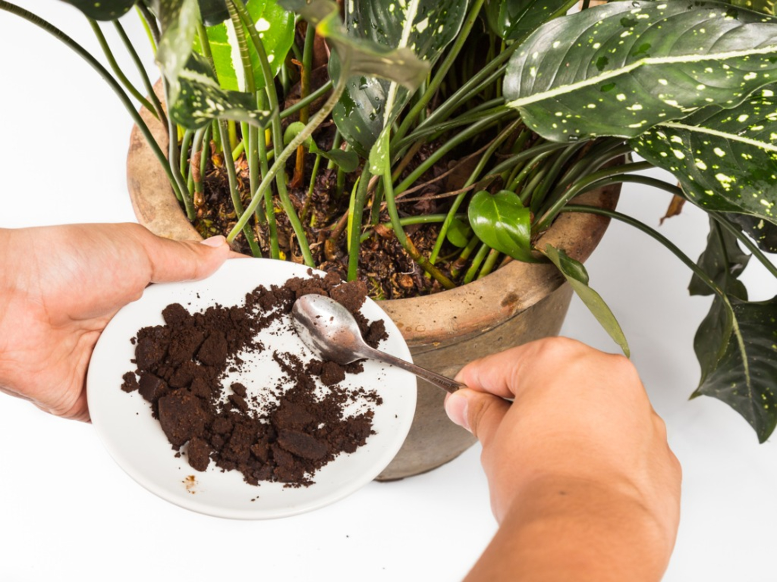 How to Compost Coffee Grounds (for Garden Fertilizer)