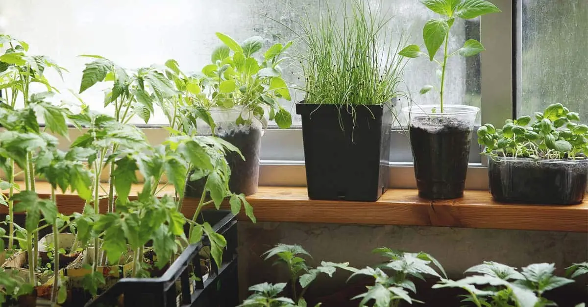 A Guide to Indoor Growing for Beginners