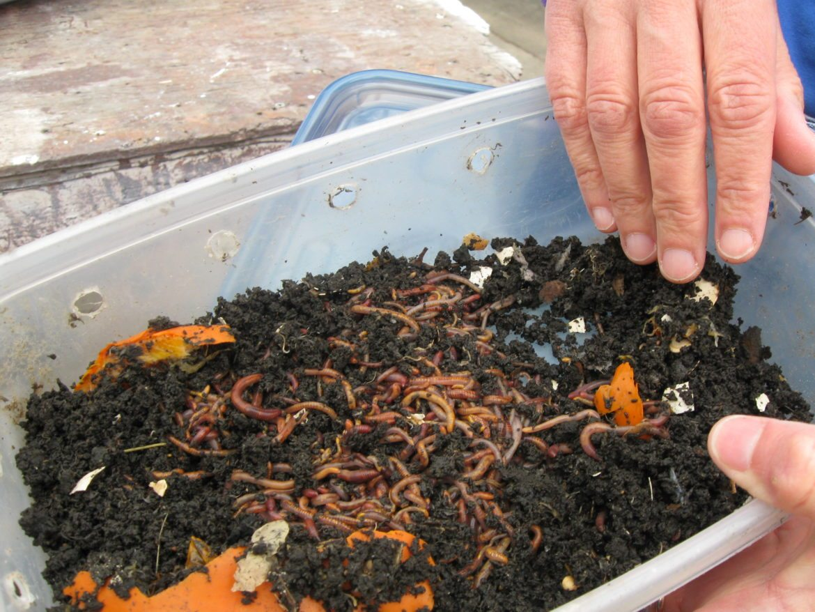 DIY Worm Composting For Beginners: How to Start Vermicompost and Process
