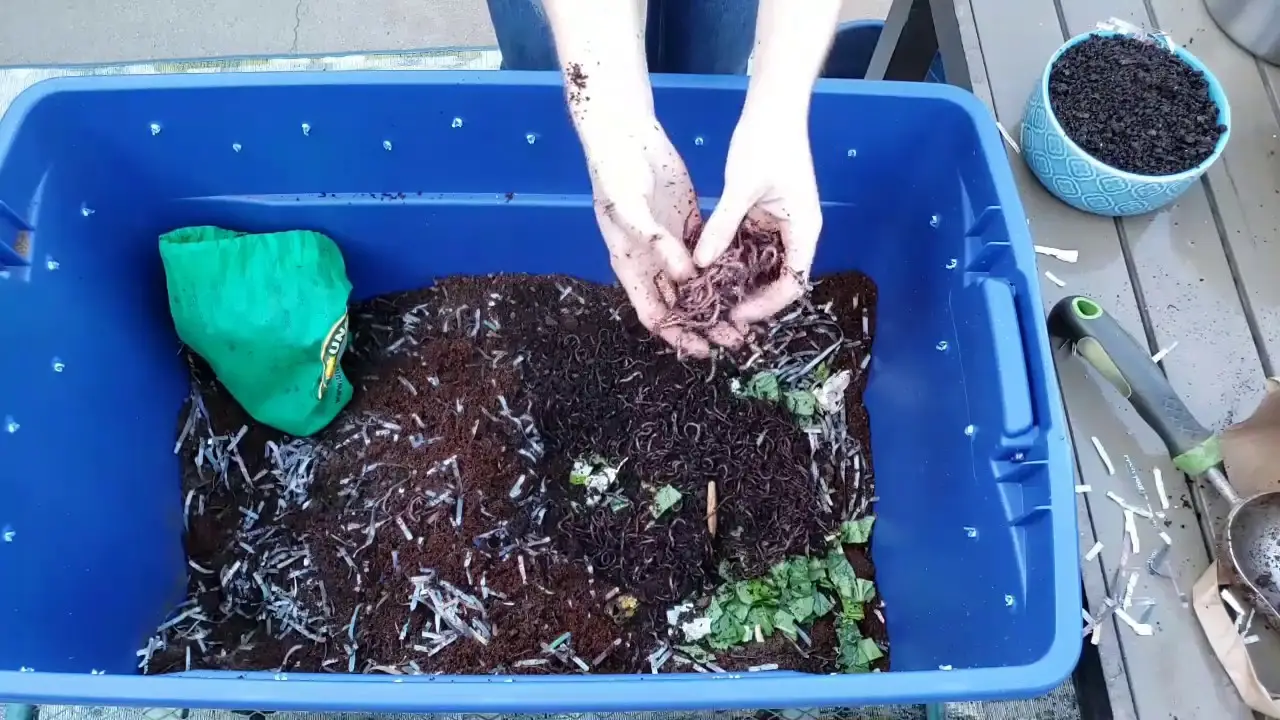 DIY Worm Composting For Beginners: How to Start Vermicompost and Process