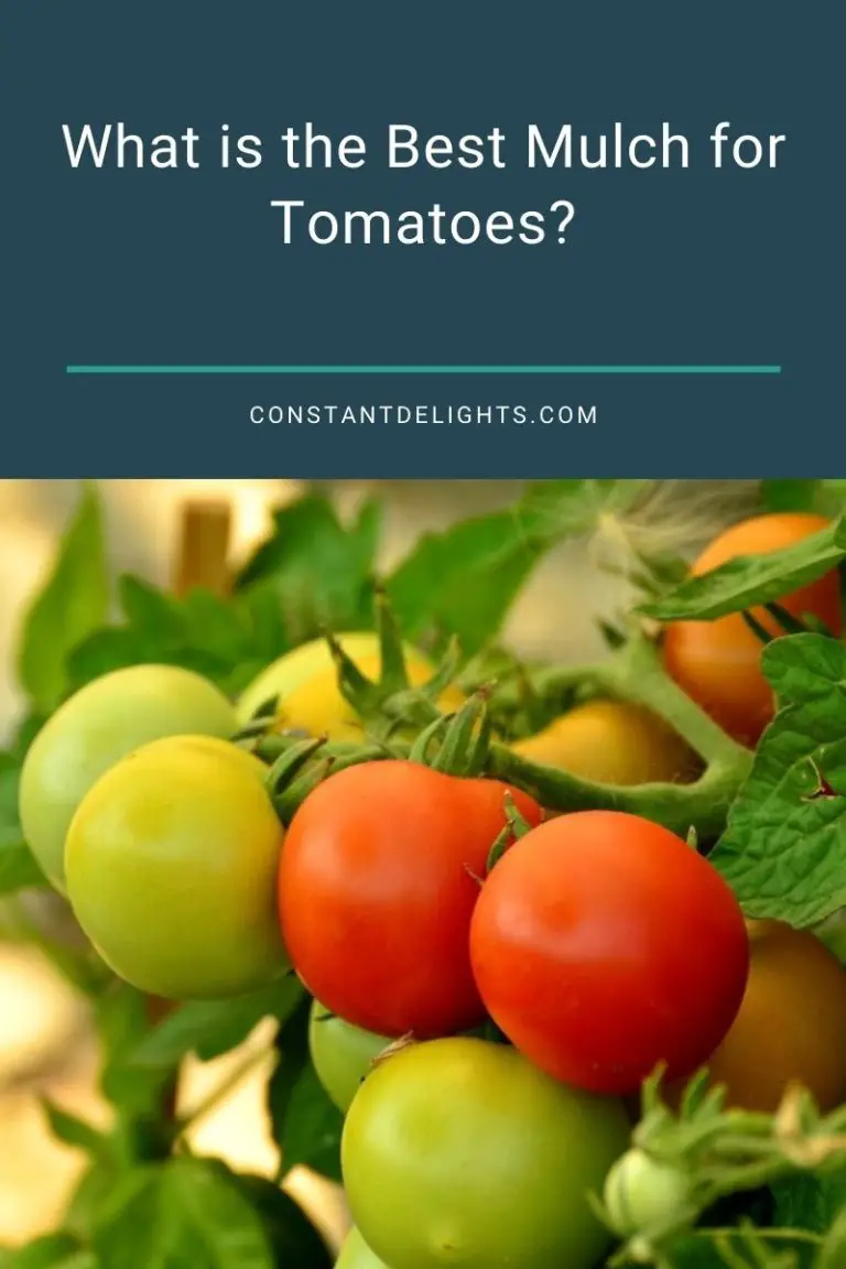 What Is The Best Mulch For Tomatoes? | Constant Delights