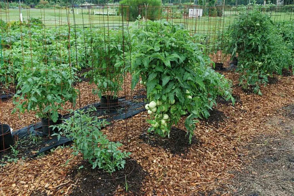 What Is The Best Mulch For Tomatoes? | Constant Delights