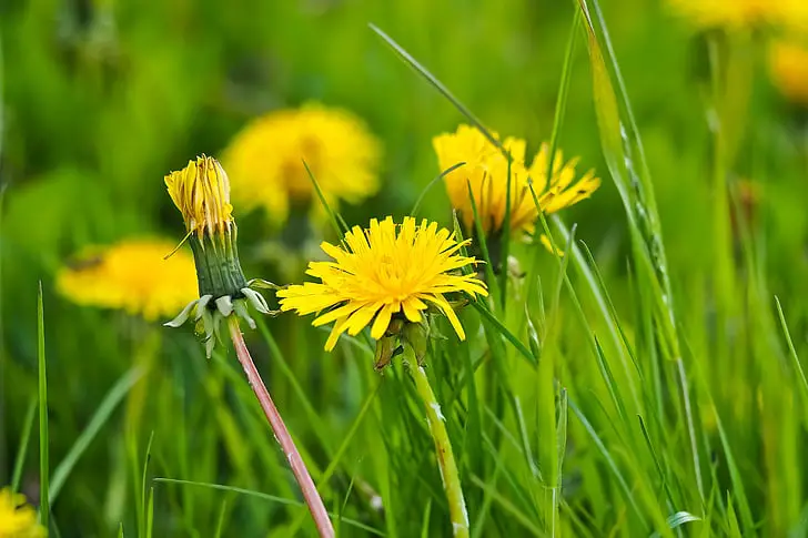 6 Best Dandelion Weed Killers For Lawn