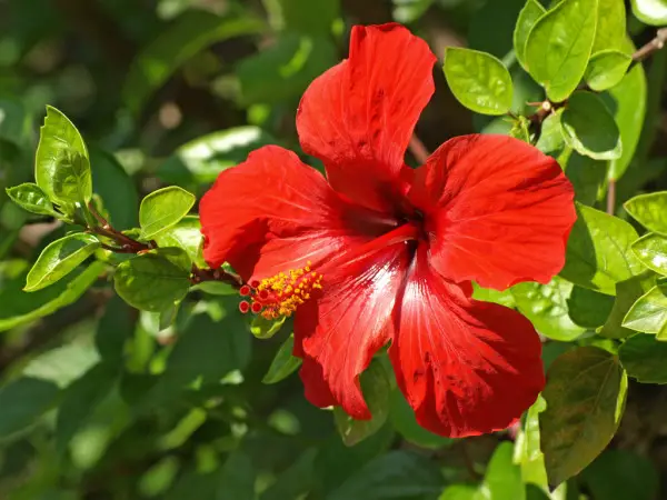 Best Fertilizer For Hibiscus Plant – Buying Guide 2024 | Constant Delights