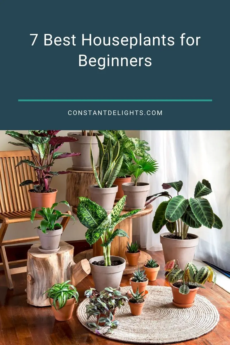 7 Best Houseplants for Beginners 